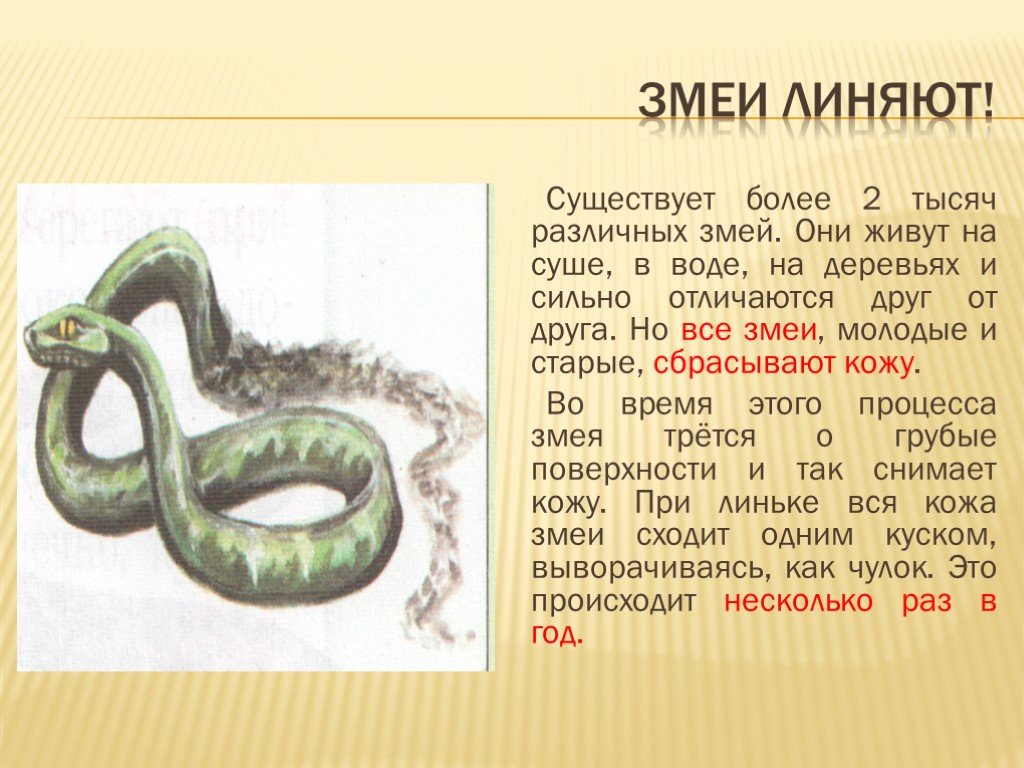 Характеристика человека змея. Доклад про змей 3 класс окружающий мир. Змеи доклад 3 класс. Презентация про змей. Доклад о змеях 3 класс окружающий мир.