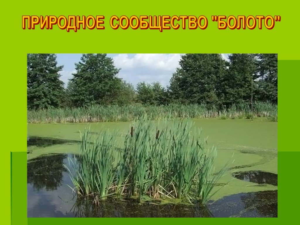 Растительное сообщество озеро. Природное сообщество болото. Болото презентация. Сообщество болото презентация. Болто природное сообществ.