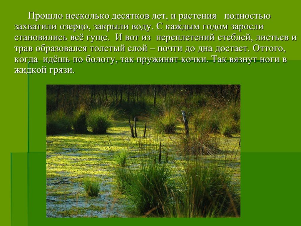 Через несколько десятков лет. Растительное сообщество болота. Растительные сообщества болот. Природное сообщество болото. Природное сообщество в болоте.