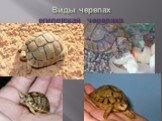Виды черепах египетская черепаха