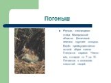 Погоныш. Редкая, гнездящаяся птица Кемеровской области. Величиной немного крупнее скворца. Ведёт преимущественно ночной образ жизни. Гнездятся парами. Число яиц в кладке от 7 до 10. Питаются в основном животной пищей.