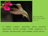В жарких странах некоторые цветы опыляют крошечные птички колибри. Чтобы добраться до нектара, они запускают свои клювики вглубь цветка. Длина колибри – всего 5,5см, а масса – около 2г.