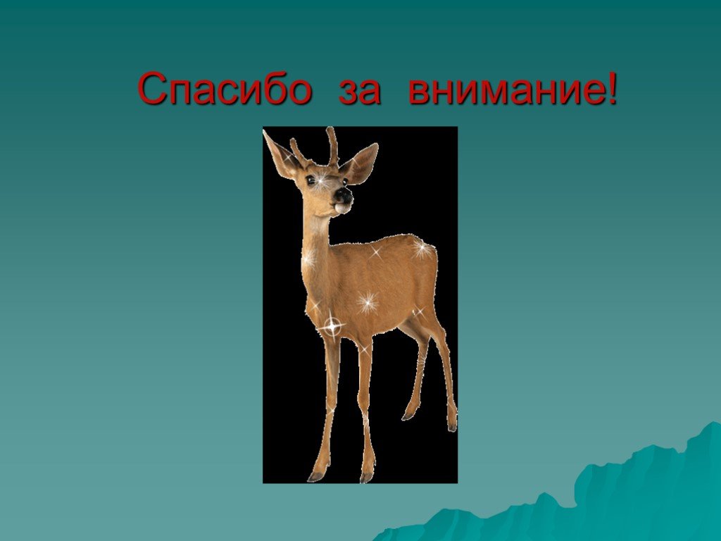 Внимание животные. Спасибо за внимание с оленем. Спасибо за внимание животные. Северный олень спасибо за внимание. Спасибо олень.