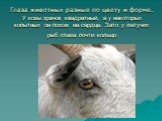 Глаза животных разные по цвету и форме. У козы зрачок квадратный, а у некоторых копытных он похож на сердце. Зато у летучих рыб глаза почти кольцо