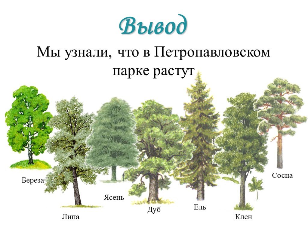 Сосна вывод. Что растет в парках. Что растет в парке. Вывод сосны. Дуб зимой как определить.