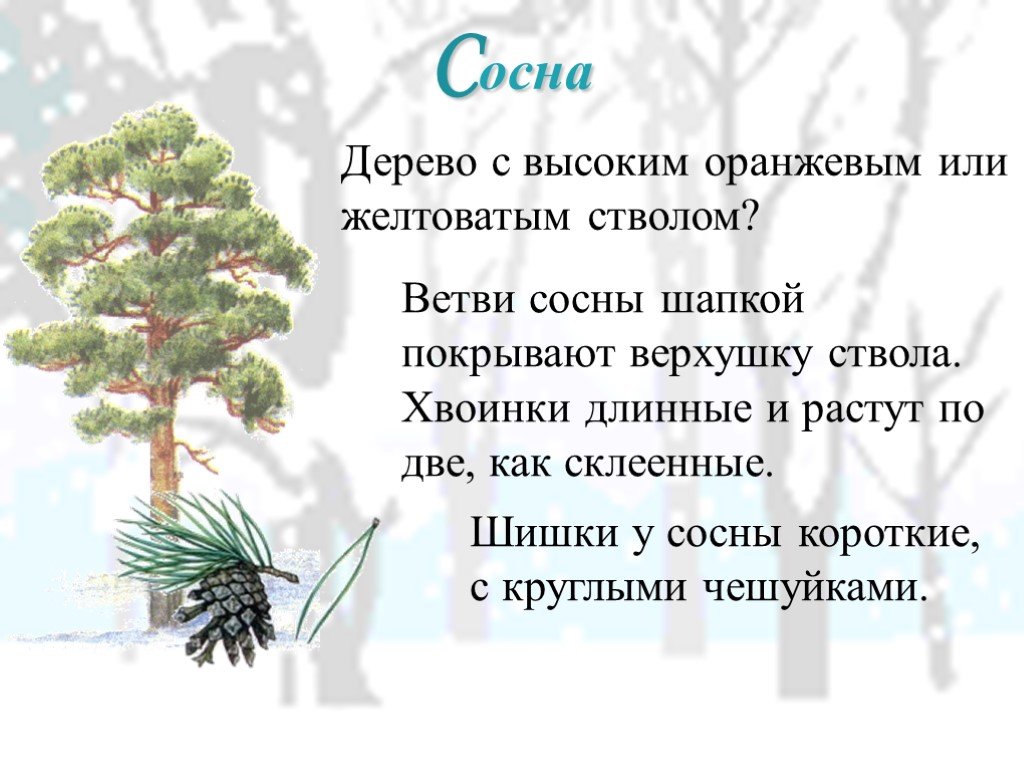 Высокое дерево определить род. Сосна описание. Рассказ о сосне. Сосна описание дерева. Сосна дерево описание для детей.