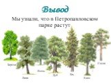 Мы узнали, что в Петропавловском парке растут. Вывод