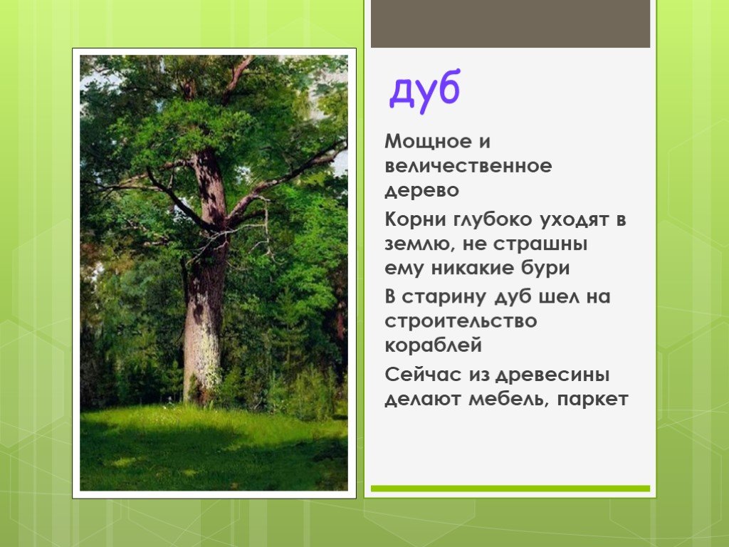 Дуб текст описание. Доклад о дереве. Дерево для презентации. Сообщение о дубе. Рассказ о дереве дуб.