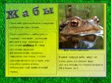 http://www.bizslovo.org/content/index.php/ru/plavni/65-tvarynny-svit/292-ropuha-sira.html. Фото: www.farm1.static.flickr.com. Глаза жаб приспособлены к видению на большом расстоянии. Одна способность жабы просто поражает: она может до восьми месяцев в году проводить в состоянии анабиоза. В таком сос