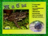 С виду жаба не очень привлекательное существо. Некрасивая форма тела, многочисленные бугорки на коже…. http://zoo-ekzo.ru/node/2001. http://lilygold.ru/view_post.php?id=157