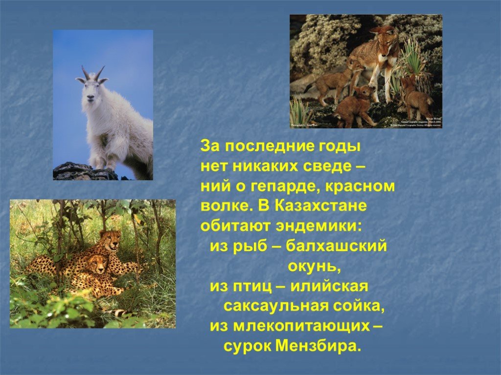 Проект на тему мир животных. Охрана природы животные и растения. Охрана животных 5 класс презентация. Животный мир Казахстана презентация.