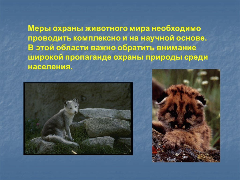 Методы охраны животных. Охрана животных. Охрана животных презентация. Презентация на тему охрана животных.
