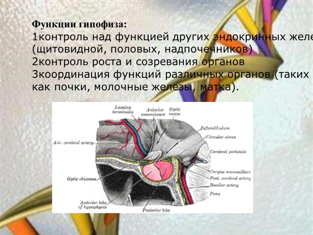 Гипофиза половых желез. Гипофиз функции. Функции гипофиза и щитовидной железы. Роль гипофиза. Функции гипофиза и щитовой железы.