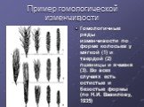 Пример гомологической изменчивости. Гомологичные ряды изменчивости по форме колосьев у мягкой (1) и твердой (2) пшеницы и ячменя (3). Во всех случаях есть остистые и безостые формы (по Н.И. Вавилову, 1935)