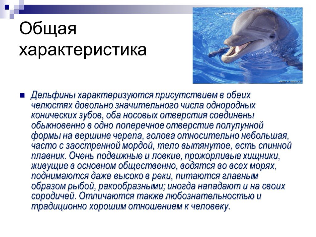 Дельфин относится к группе животных. Характеристика дельфина. Сообщение о дельфине. Общая характеристика дельфинов. Доклад о дельфине.