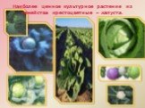 Наиболее ценное культурное растение из семейства крестоцветные – капуста.