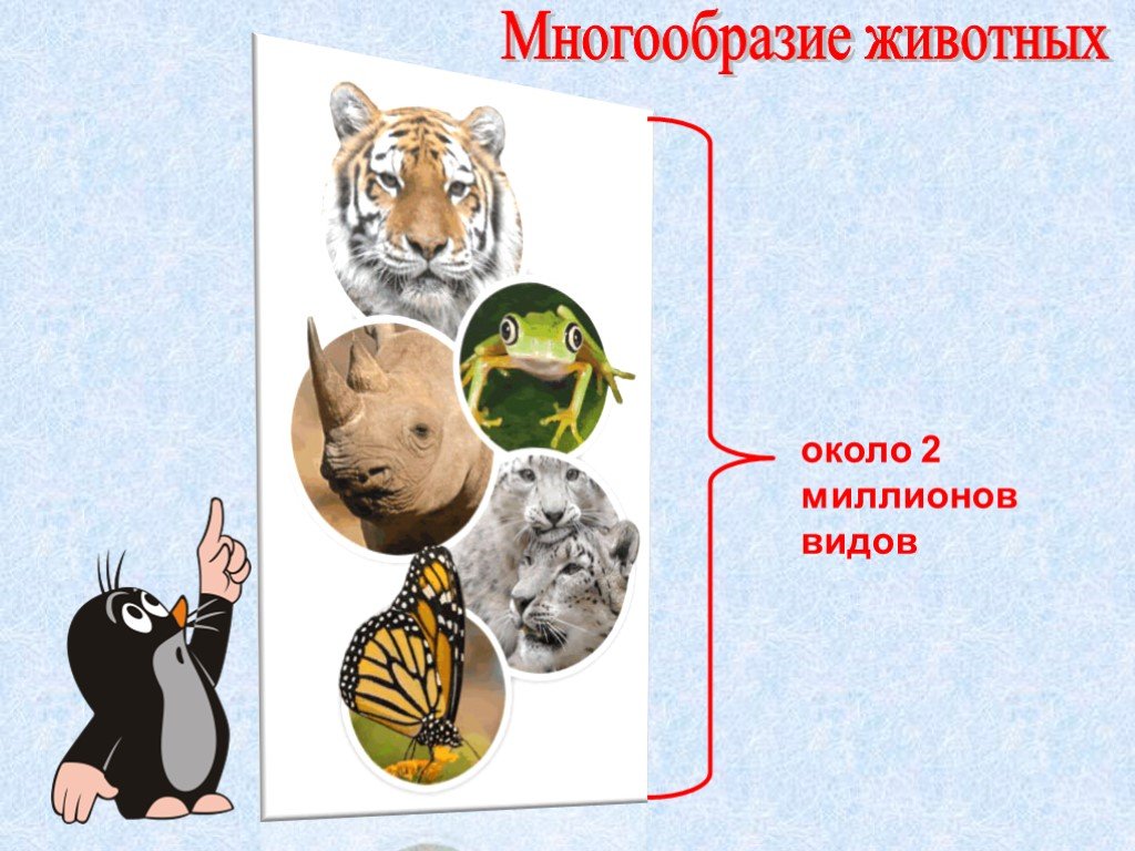 Презентация многообразие животных 1 класс. Многообразие животных. Разнообразие зверей. Многообразие животных презентация.