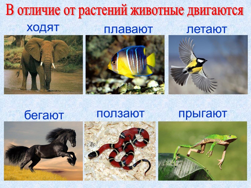 Названия живых существ. Как передвигаются животные. Многообразие животных. Животные способы передвижения. Кто как передвигается из животных.