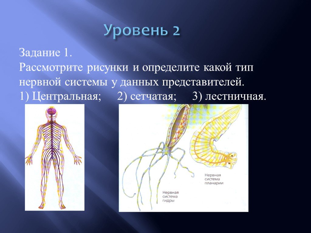 Представители диффузной нервной системы. Нервная система. Виды нервной системы. Типы нервной системы человека. Нервная система биология.