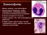 Эозинофилы. Менее активны, чем нейтрофилы Фагоцитируют бактерии, грибы, реагируют на чужеродные белки, участвуют в аллергических реакциях. В крови находятся 7-8 часов Норма в крови: 120—350 эозинофилов на микролитр В мазке крови: ядро из двух частей, соединённых нитью, мелкие и крупные гранулы в цит