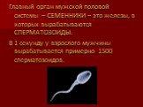 Главный орган мужской половой системы – СЕМЕННИКИ – это железы, в которых вырабатываются СПЕРМАТОЗОИДЫ. В 1 секунду у взрослого мужчины вырабатывается примерно 1500 сперматозоидов.