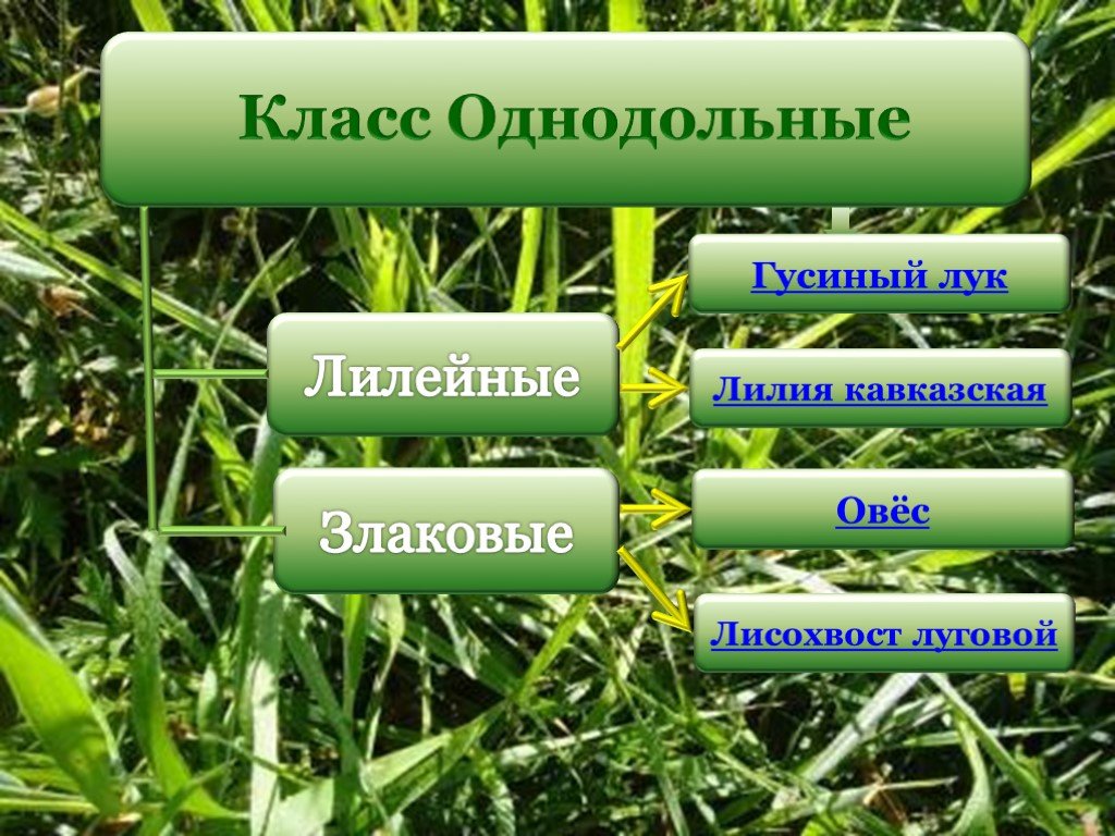 Растениеводство окружающий мир тест. Лисохвост Луговой гербарий. Овес Луговой. Лисохвост Однодольные. Гусиный лук гербарий.