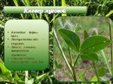 Жизненная форма-трава Листорасположение –очерёдное Листья- сложные, прикрепление черешковое Соцветие-головка Плод-стручок или боб