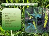 Жизненная форма-трава Листорасположение –очерёдное Листья- сложные, прикрепление черешковое Соцветие-кисть Плод-стручок или боб