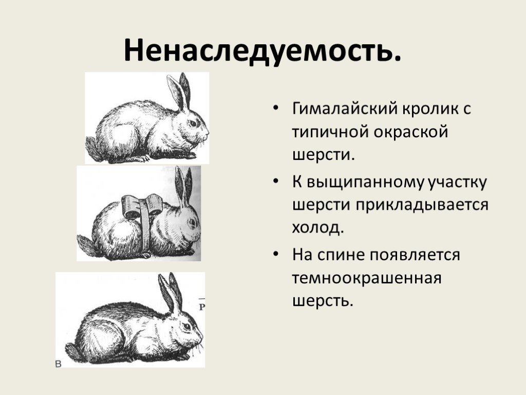 Изменение окраски шерсти кролика. Гималайский кролик модификационная изменчивость. Горностаевый кролик модификационная изменчивость. Ненаследственная изменчивость кролики. Ненаследственная модификационная изменчивость.