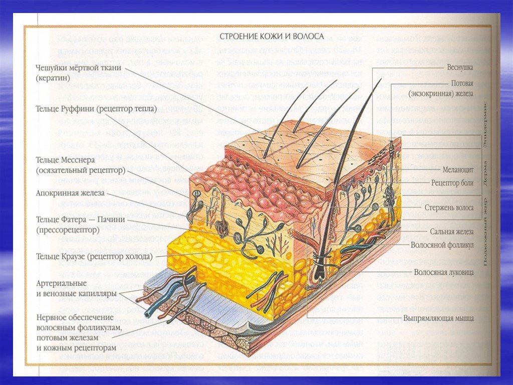 Подписи к рисунку строение кожи