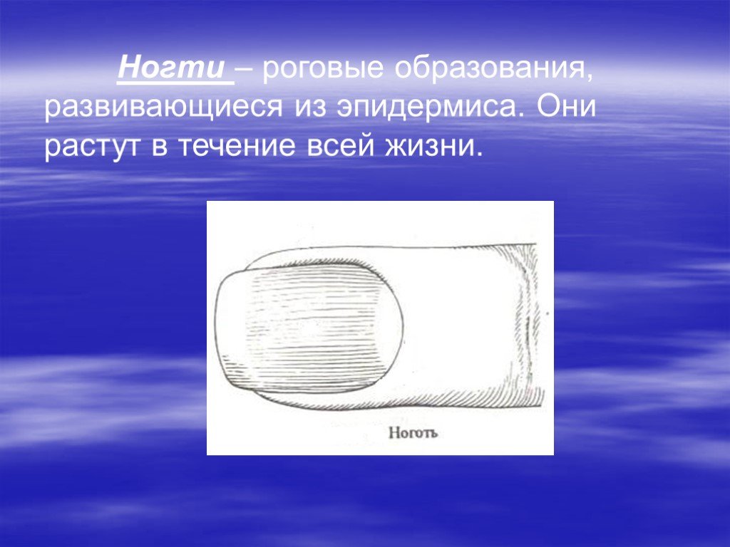 Кожа наружный покровный орган 8 класс презентация