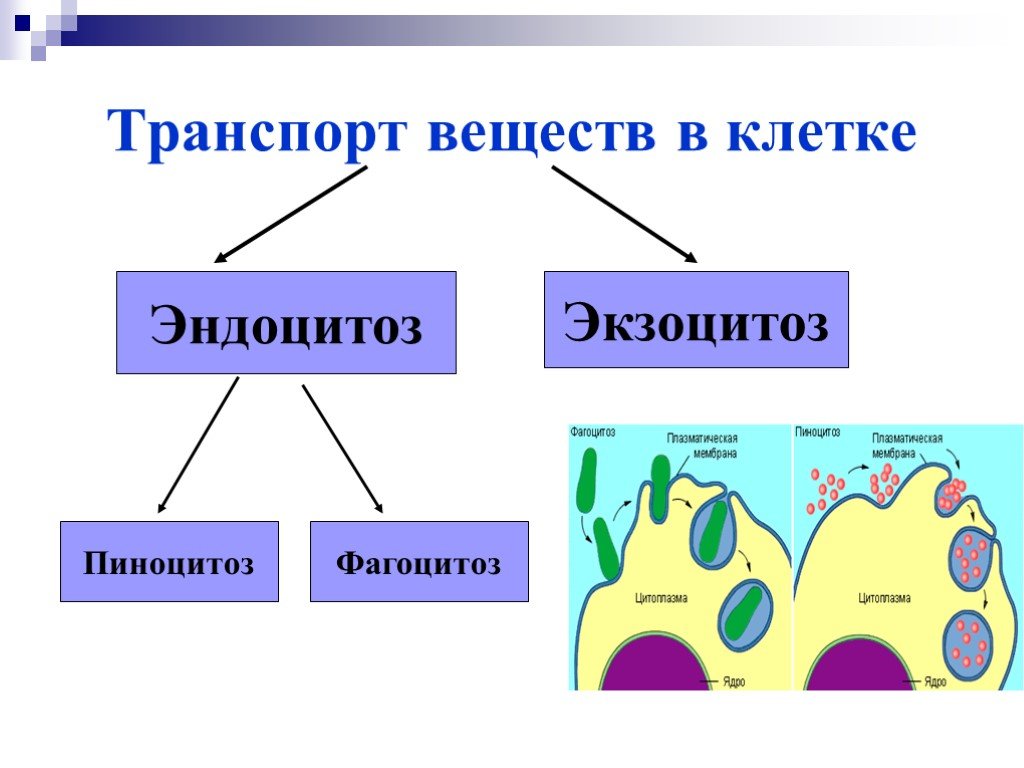 Эндоцитоз транспорт. Фагоцитоз и эндоцитоз. Фагоцитоз пиноцитоз экзоцитоз. Эндоцитоз и экзоцитоз схема.