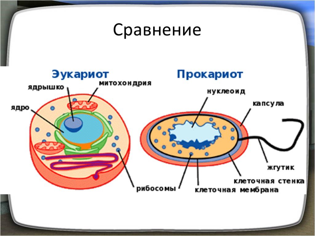 Есть ли у прокариотов. Прокариотическая клетка ядро. Ядерная клетка эукариот. Прокариоты и эукариоты. Цитология прокариот строение клетки.