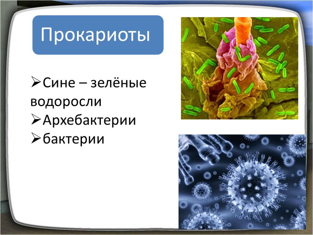 Прокариоты вирусы бактерии. Прокариоты бактерии и сине-зеленые водоросли. Бактерии архобактерии синезелёные водоросли. Представители царства прокариот. Прокариоты архебактерии.