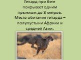 Гепард при беге покрывает одним прыжком до 8 метров. Место обитания гепарда – полупустыни Африки и средней Азии.