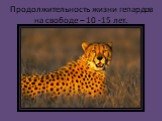 Продолжительность жизни гепардов на свободе – 10 -15 лет.