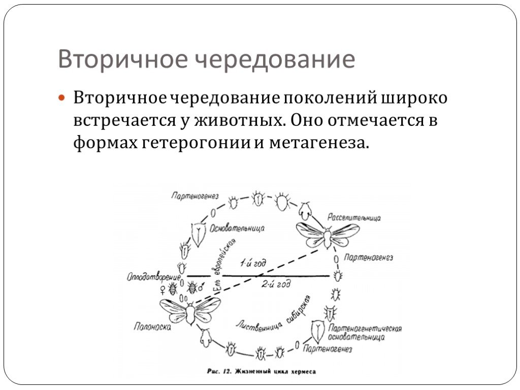 Чередование поколений