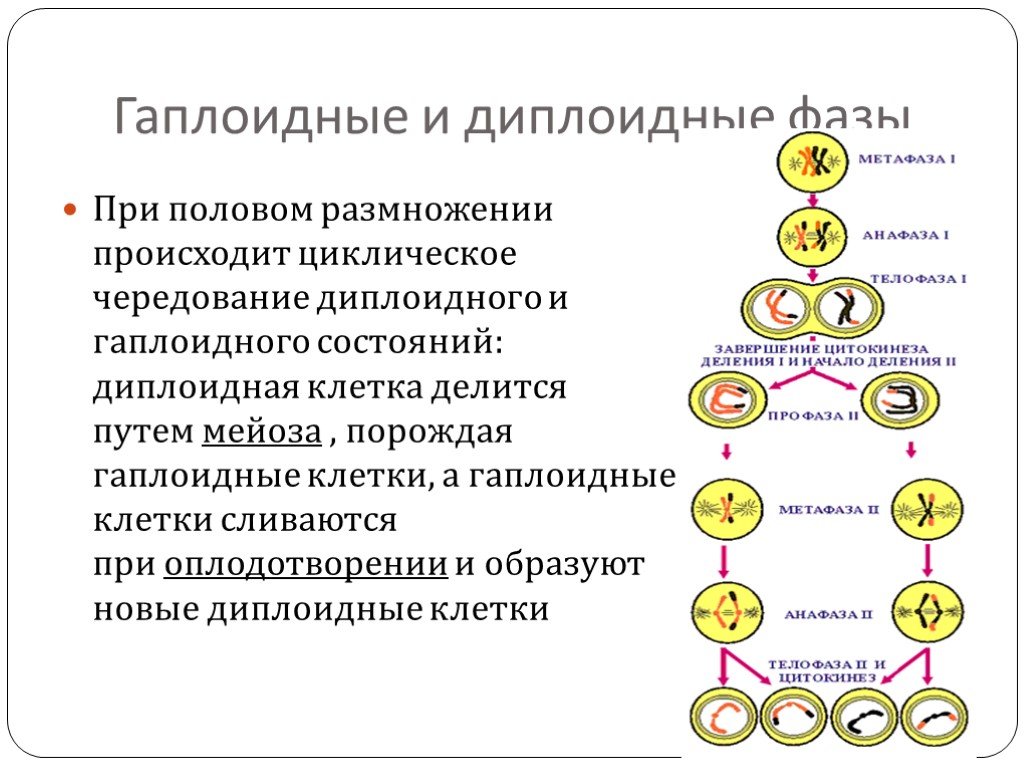 Мейоз в жизненном цикле организмов. Гаплоидный диплоидный схема. Диплоидная стадия жизненного цикла схема. Схема чередования гаплоидной и диплоидной стадий развития у животных. Чередование гаплоидной и диплоидной фаз жизненного цикла.