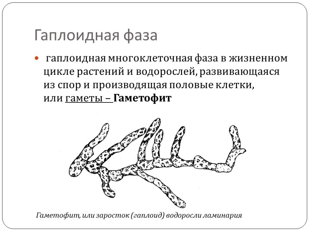 Гаплоидная клетка спора. Гаплоидная фаза развития растений. Гаплоидные и диплоидные фазы развития растений. Гаплоидные стадии жизненного цикла. Чередование гаплоидной и диплоидной фаз развития.