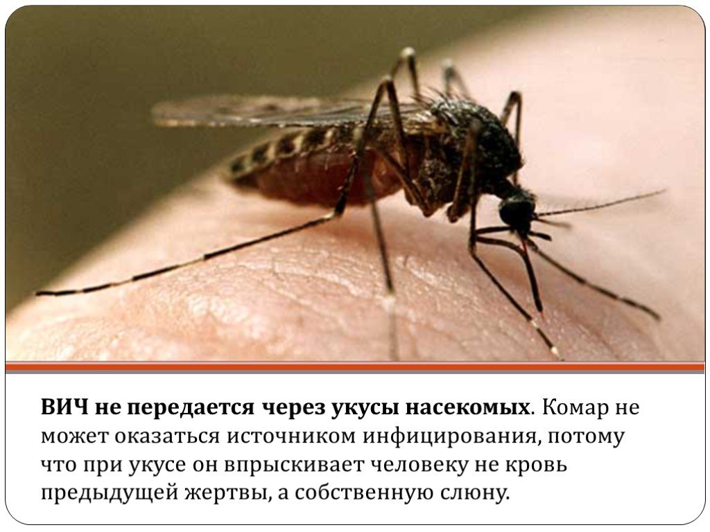 Вич через укусы. Численность комаров.