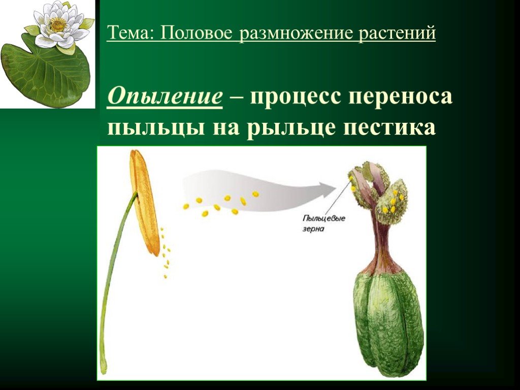 Является органом полового размножения растения. Опыление покрытосеменных растений. Половое размножение растений. Процесс переноса пыльцы на рыльце пестика. Процесс опыления.