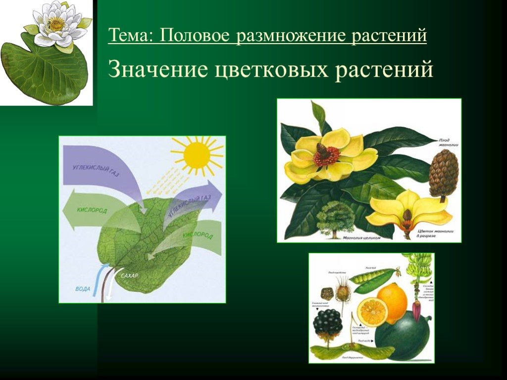 Дайте характеристику половому размножению растений. Значение цветковых растений. Половое размножение растений 6 класс. Размножение растений 6 класс. Размножение растений фото.