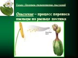 Тема: Половое размножение растений Опыление – процесс переноса пыльцы на рыльце пестика