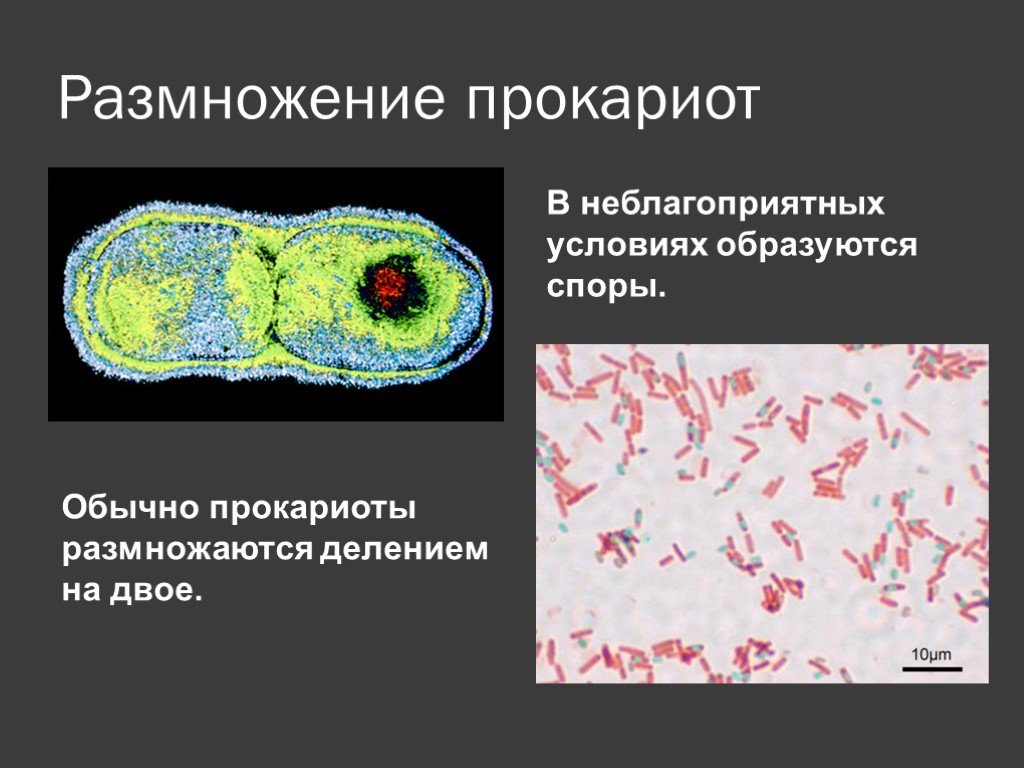 Споры прокариот. Размножение прокариотической клетки. Деление прокариот (бинарное деление). Прокариотическая клетка размножение. Бесполое размножение прокариот.