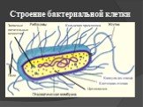 Строение бактериальной клетки. Капсула (из слизи) Цитоплазма Клеточная стенка. Запасные питательные вещества. Пили. Кольцевая хромосома