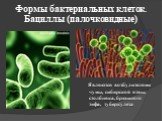 Формы бактериальных клеток. Бациллы (палочковидные). Являются возбудителями чумы, сибирской язвы, столбняка, брюшного тифа, туберкулеза