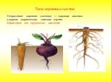 Стержневая корневая система — корневая система с хорошо выраженным главным корнем. Характерна для двудольных растений.