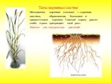 Мочковатая корневая система — корневая система, образованная боковыми и придаточными корнями. Главный корень растет слабо и рано прекращает свой рост. Типична для однодольных растений.