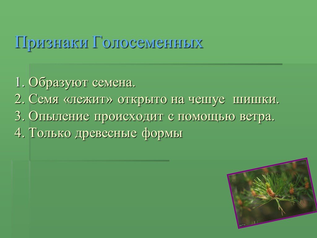 Опыление мхи или голосеменные