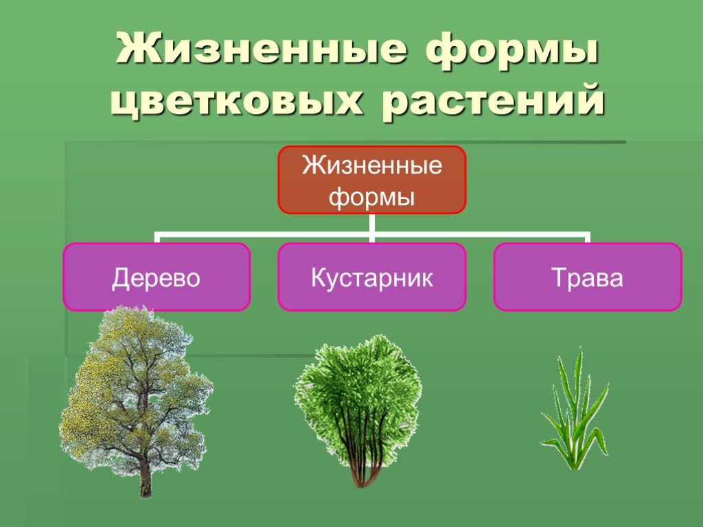 Основные жизненные формы деревья и кустарники
